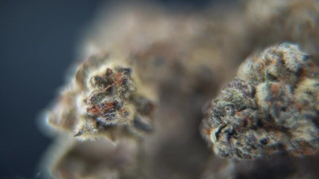 Macro cannabis weed plant on a rotating stand, natural marijuana purple flower, detailed orange strains, snowy buds, 120 fps smooth movement