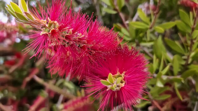 Pink Metrosideros excelsa blooming on a bush in a vibrant and sunny outdoor garden setting, thin stems