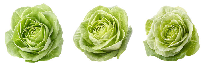 Fototapeta premium Triple Chicory Rose Composition Three Rose-Shaped Chicory Heads Isolated on White Background, Food Photography, Vegetable Art, Chicory, Vegetable, Still Life