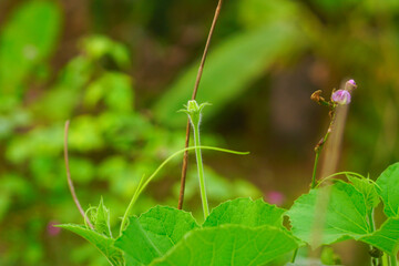 Inflorescence of calabash or bottle gourd
