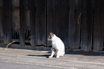 のんびり過ごす可愛い野良猫