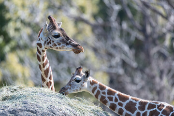 餌を食べる二匹のキリン