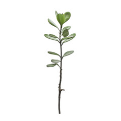 single green branch with leaves, showcasing natural beauty and simplicity. Perfect for design and decoration