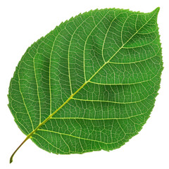 Obraz premium detailed green leaf showcasing intricate vein patterns and vibrant texture, perfect for nature themed designs or educational materials