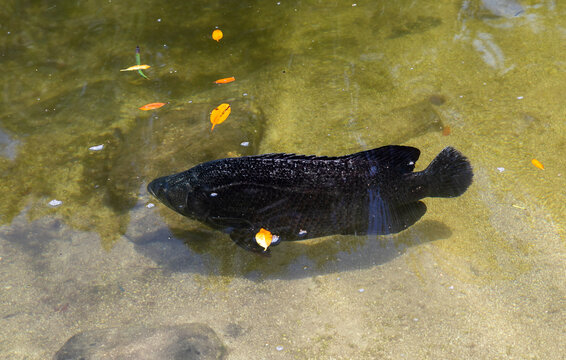 Tripletail Fish Swimming In Florida Keys