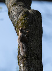 木に登るニホンリス