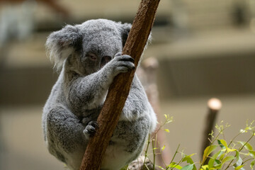 木の上で眠る可愛いコアラ