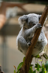 木の上で眠る可愛いコアラ