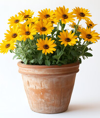 Fototapeta premium yellow flowers in a pot