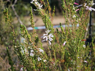 花壇でエリカ・パースピクアが咲いている