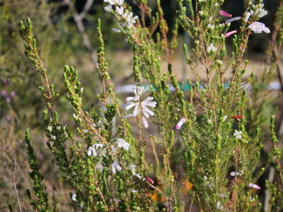 花壇でエリカ・パースピクアが咲いている