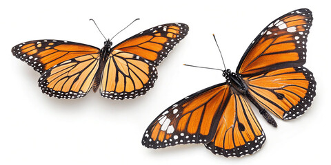 Fototapeta premium Viceroy Butterflies Isolated on a Clean White Background for Nature Lovers