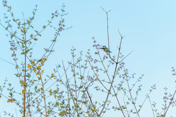 Female ruby-throated hummingbird at desert lavender with purple flowers