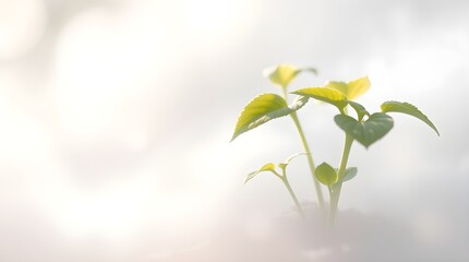 Obraz premium A little growing plant in fog