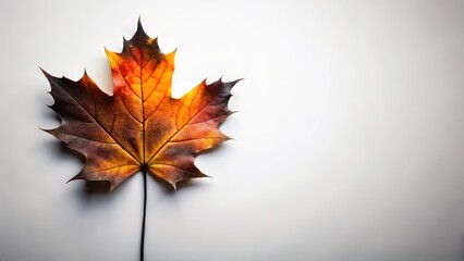 Black Silhouette of Maple Leaf Frame Against White Background, nature, autumnal colors,  nature, autumnal colors