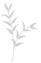 Obraz premium shadow leaf decoration 