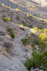 Hiking trail in the desert with sunlight and creosote