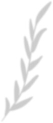 Fototapeta premium shadow leaf decoration 