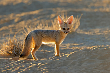 A small Cape fox (Vulpes chama) in early morning light, Kalahari desert, South Africa.