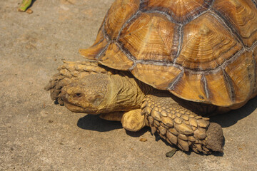 The Sulcata tortoise is a large land tortoise that is kept in captivity in Thailand.