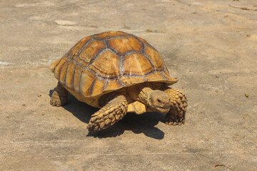 The Sulcata tortoise is a large land tortoise that is kept in captivity in Thailand.