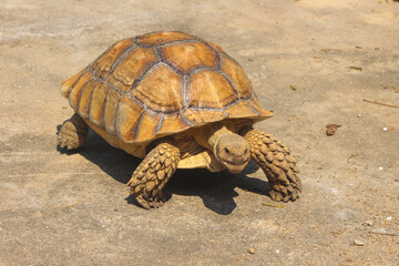 The Sulcata tortoise is a large land tortoise that is kept in captivity in Thailand.