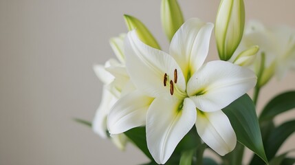 Fototapeta premium Elegant White Lily Blossom Close Up with Buds in Soft Natural Light : Generative AI