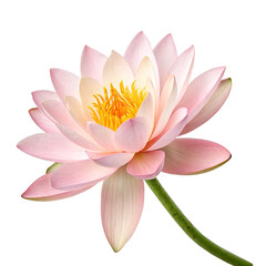 pink lotus flower