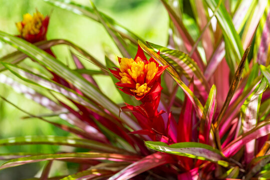 Close-up of Guzmania conifera (Andr&eacute;), Hawaii