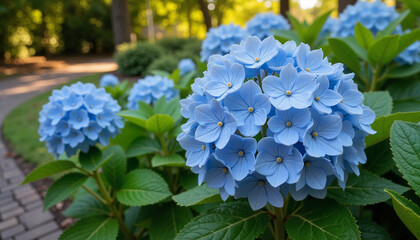 Obraz premium Blue hydrangea flowers blooming in a sunlit garden