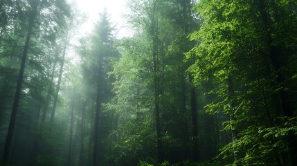Obraz premium Majestic Misty Forest with Sunlight Streaming Through Tall Ancient Trees : Generative AI