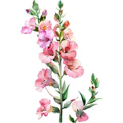 Watercolor Pink Snapdragon Isolated on White Background. Beautiful Snapdragon Flower