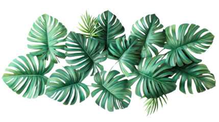 Tropical monstera leaves creating a lush green background on transparent background