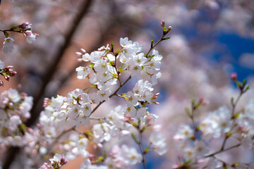 Branches of blossoming cherry on blue sky background. Spring photo of blossom spring nature. White flowers the fruit tree. Cherry blossoms white flowers against a blue sky.