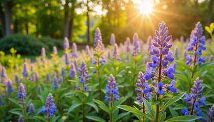 Obraz premium Purple flowers blooming in a sunlit garden