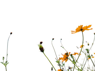 A field of yellow flowers with a white background. The flowers are in full bloom and are scattered throughout the field. Concept of beauty and tranquility
