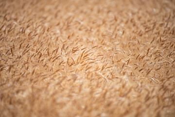 Wheat background. The agriculture. Gold sprouts of wheat in soil. Harvest in farm. Wheat field background. Background and texture for harvest. Background of ripening ears of wheat field.