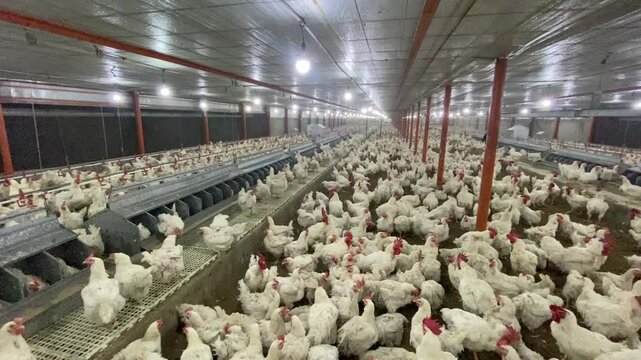 chicken farm poultry farm