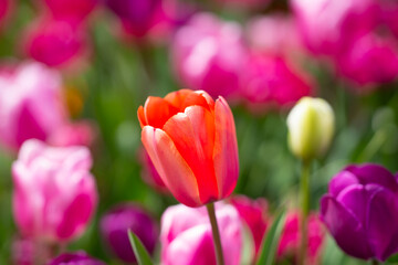 Close-up tulips in the spring garden. Beautiful blooming flowers in the spring park. Select focus shallow depth of field. Spring background. Tulipa. Blossom garden with tulips in April.