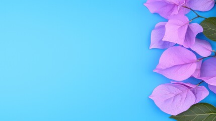 Obraz premium Vibrant purple bougainvillea petals against a bright blue background create a beautiful and serene atmosphere.