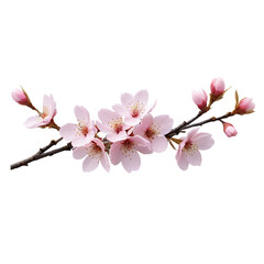 cherry blossom isolated on white