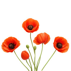 red poppies isolated on white background
