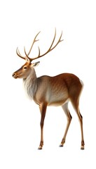 Fototapeta premium Reindeer Side View Full Body Background