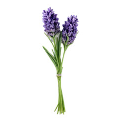 Fototapeta premium lavender flower isolated on white background