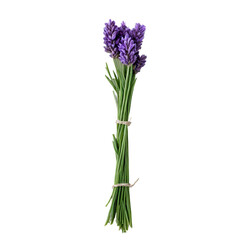 Fototapeta premium lavender flower isolated on white background