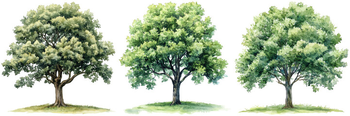 Watercolor Illustrations of Three Unique Trees with Foliage Details