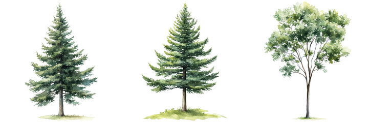 Fototapeta premium Diverse Trees in Watercolor Style for Nature Illustrations