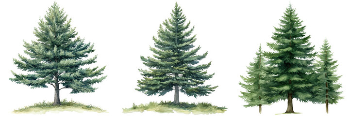 Obraz premium Various Pine Trees in Watercolor Style for Artistic Illustrations
