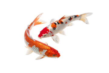 Two koi fish swimming together. One has a striking red and white head with black and orange patches, while the other displays orange, white, and silver scales, isolated on a transparent background