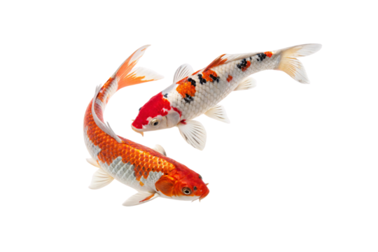 Two koi fish swimming together. One has a striking red and white head with black and orange patches, while the other displays orange, white, and silver scales, isolated on a transparent background - Powered by Adobe